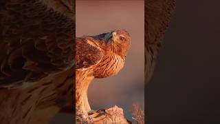 Eagle क्यों अपना चोंच तोड़ देता है🤔 रोचकfactsshorts facts animalfacts worldwildfacto [upl. by Ahseekal]