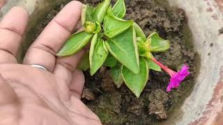 How to grow mirabilis jalapa cutting result [upl. by Mell958]