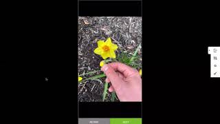 Part 4 Field Tutorial on iNaturalist [upl. by Ayle]