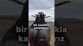 Kimdir bu Gulyabani  🤔 keşfet ilginç [upl. by Mcquillin950]