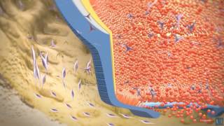 3D modeling  Root tooth development [upl. by Iemaj]