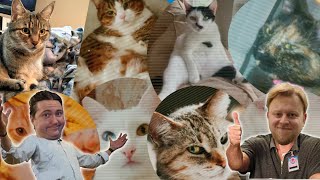 YMS and Scoot look at cats for 8 minutes [upl. by Rufena]