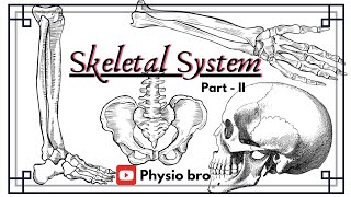 Skeletal system Part  II [upl. by Enyledam]