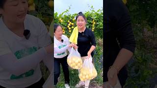 High Yielding Passion Fruit Farming  Beautiful Fruit Farming shorts passionfruit youtubeshorts [upl. by Eninnaej866]