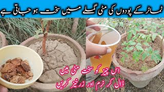 Mitti naram kar ke podhon ki growth ko badhaye  Free homemade fertilizer for plants [upl. by Tray166]