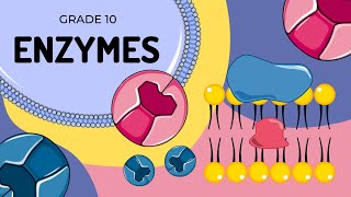 ENZYMES  An introduction to their structure and function [upl. by Mullins135]