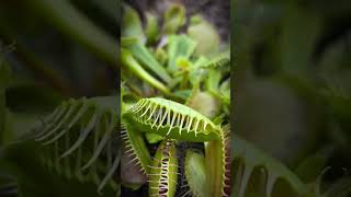 🌱 Dionaea muscipula amp Fly [upl. by Peacock]