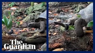 Giant tortoise kills and eats baby bird [upl. by Asehr]