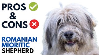 Romanian Mioritic Shepherd Dog Pros and Cons  Ciobănesc Românesc Mioritic Andaluz Advantages [upl. by Towland]