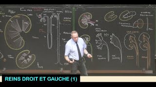 Anatomie des reins droit et gauche 1 Abdomen 9 [upl. by Harrington54]