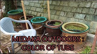 medaka rice fish outdoors  color of tubs [upl. by Dazraf]