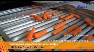 ALBION  Calibradora de Zanahorias a rodillos  Lift Roller Sizer of Carrots [upl. by Treiber]