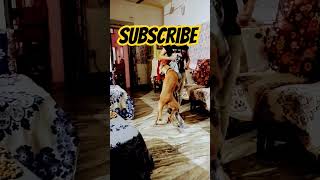 Funny dog video🐶 ❤🤣cutepuppy doglover viral [upl. by Ahsenat68]