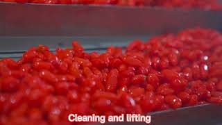 Shanghai EasyReal WolfberryGoji berries processing line [upl. by Willie]