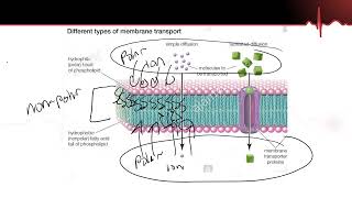 A Level Biology Revision quotFacilitated Diffusionquot [upl. by Oigufer]