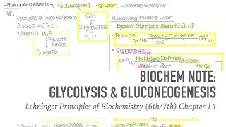 1001 Notes 📒 Ch 14 Glycolysis amp Gluconeogenesis 📝 Lehninger Principles of Biochemistry 6th7th [upl. by Elgar]