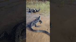 Amazing Komodo Dragon wants to eat ducklings in the waterkomodo shorts animals [upl. by Nolyd]