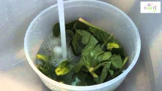 Καθάρισμα και πλύσιμο σπανακιού  How to clean spinach  StoPikaiFigr [upl. by Anayt]