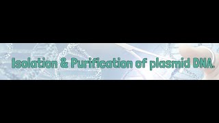 Isolation amp Purification of plasmid DNA [upl. by Bowerman100]