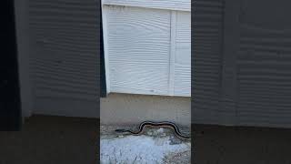 Garter Snake 🐍 outside of our Wichita Ks home [upl. by Aiuqet166]