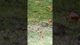 405 white crowned sparrow [upl. by Botsford]