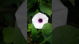 Ipomoea Batatas Flower [upl. by Yajet490]