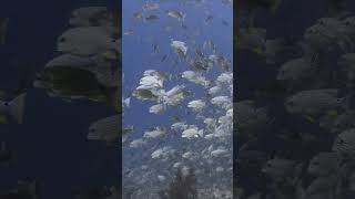 Seabream spawning aggregation at Peleliu Palau oceanlife diving underwater [upl. by Lusa221]