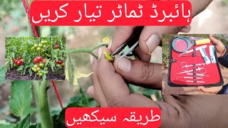 Crossing Method in tomato  Hybrid  Breeding  tomato hybridbreedingtechniques [upl. by Yentterb126]