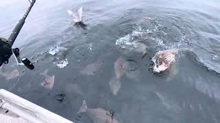 Halibut Rise to the Surface in Homer ALASKA [upl. by Oetam]