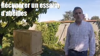 Récupérer un essaim dabeilles Version2 [upl. by Eicyal]