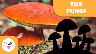 What are fungi  The Fungi Kingdom for kids [upl. by Talich760]