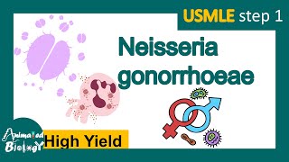 Neisseria gonorrhoeae  Gonorrhea  Pathology Immunology diagnosis and treatment  USMLE [upl. by Eneryc530]