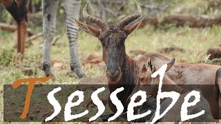 Tsessebe Damaliscus lunatus Rare Antelope Video From The Kruger Park  Stories Of The Kruger [upl. by Pontone374]