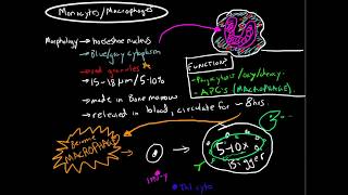 Immunology  Monocytes and Macrophages [upl. by Dolley]