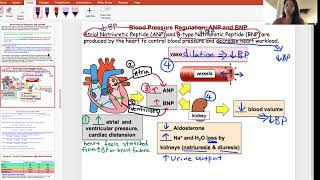 ANP BNP Regulation of BP [upl. by Boris691]