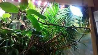 Parsons Chameleon Home habitat setup [upl. by Ag]