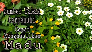 Vegetasi untuk lebah klanceng  trigona [upl. by Lamp]