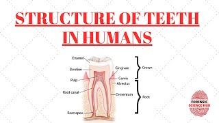 Structure of teeth  Enamel  Dentin  Cementum  Pulp cavity  Gums  Odontology notes [upl. by Onivag]