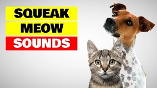 Sounds that Attract Dogs and Cats [upl. by Ennasirk117]