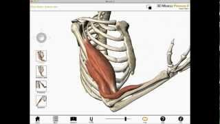 Elbow flexion shoulder flexion and forearm supination Biceps brachii muscle actions [upl. by Chappy]