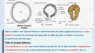 9 General Embryology Corpus Luteum and its Fate [upl. by Garland]