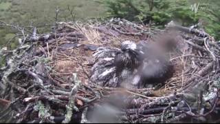 ©GLASLYN OSPREY PROJECT 230617 MRS GS DEDICATION [upl. by Vernier]