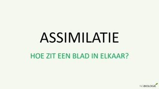 Assimilatie  hoe zit een blad in elkaar [upl. by Grindlay]