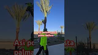 Como podar una palma datileraarborist corridos yard landscaping work arizona fy viral stihl [upl. by Ahsiuqal603]