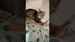 With mom vs With spare human shorts cat funny [upl. by Lledner304]