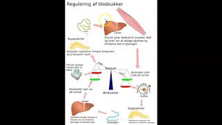 Regulering af blodsukker [upl. by Dev]