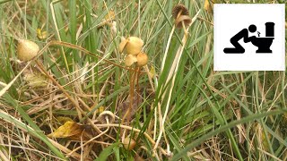 Łysiczka lancetowata Psilocybe semilanceata [upl. by Imik248]