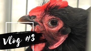 The Fanciest Cockerel Crow  VLOG 3  Royal Lancashire Show  Cherry Vlog [upl. by Egres]