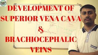 Development of Superior Vena Cava and Brachiocephalic veins [upl. by Aluor508]