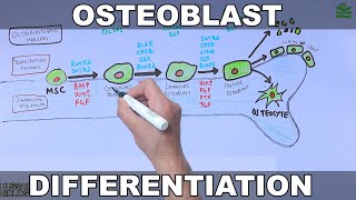 Osteoblast and its Differentiation [upl. by Adnima]